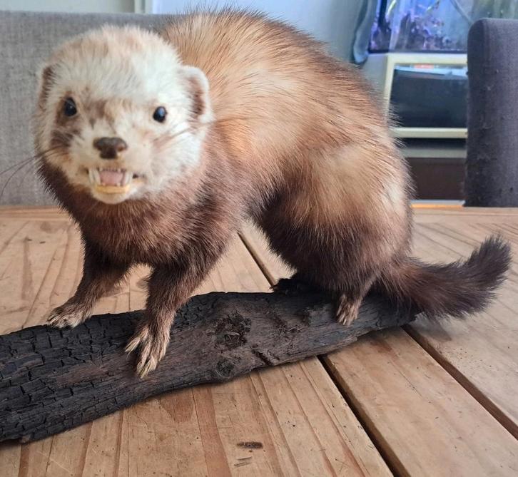 taxidermie taxidermy Opgezette "bunzing"man op stammetje, Verzamelen, Dierenverzamelingen, Zo goed als nieuw, Opgezet dier, Vogel