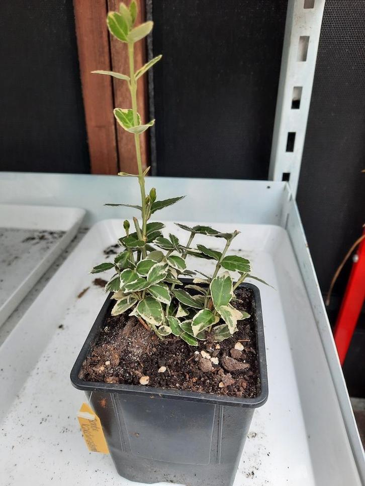 Bonte kardinaalsmuts, Tuin en Terras, Planten | Tuinplanten, Overige soorten, Volle zon, Zomer, Ophalen