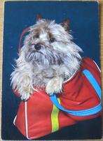 cairn terrier in tas op nieuwe ansichtkaart, Verzenden, 1980 tot heden, Ongelopen, Hond of Kat