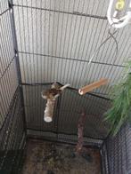 2 kanaries te koop, Dieren en Toebehoren, Vogels | Overige Vogels, Meerdere dieren, Tropenvogel