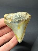 Megalodon haaientand 6,4 cm Indonesië, Verzamelen, Mineralen en Fossielen, Ophalen of Verzenden, Fossiel