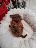 Toy Poodle Reutje (Red) – Hola – Lief, Slim & Mensgericht, Dieren en Toebehoren, Honden | Chihuahua's en Gezelschapshonden, Poedel