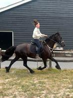 Prachtige  friese merrie van Tiede, Dieren en Toebehoren, Paarden, Merrie, 3 tot 6 jaar