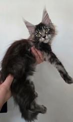 Prachtige Maine Coon kittens uit Russische lijnen!, Poes, Gechipt