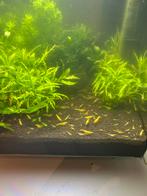 Gele neocaridina garnalen, Dieren en Toebehoren, Vissen | Aquariumvissen, Kreeft, Krab of Garnaal, Zoetwatervis