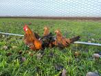 Jonge tamme Java kriel kippen gesekst en ingeënt, Dieren en Toebehoren, Pluimvee, Vrouwelijk, Kip