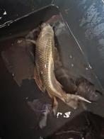 Butterfly kabuto ghost koi, Karper of Koi