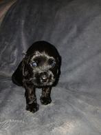 Amerikaanse cocker spaniel pups, 8 tot 15 weken, Meerdere, Meerdere dieren, Spaniël
