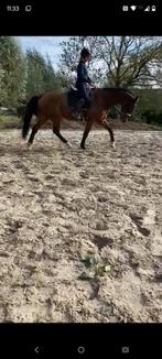 Grote 18 jarige lieve KWPN merrie braaf en fijn te rijden, Dieren en Toebehoren, Paarden, Merrie, Recreatiepaard