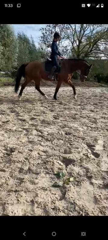 Grote 18 jarige lieve KWPN merrie braaf en fijn te rijden  beschikbaar voor biedingen