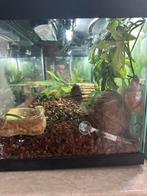 2 Afrikaanse Reuzenslakken (Achatina fulica jadatzi), Dieren en Toebehoren, Ophalen, Zo goed als nieuw, Terrarium of Paludarium