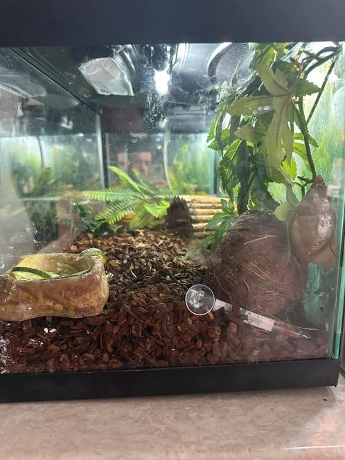 2 Afrikaanse Reuzenslakken (Achatina fulica jadatzi), Dieren en Toebehoren, Reptielen en Amfibieën | Toebehoren, Zo goed als nieuw