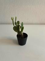 3 x Small Plants, Ophalen, Halfschaduw, Minder dan 100 cm