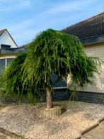 Japanse larix, Tuin en Terras, Planten | Bomen, Ophalen, Bloeit niet, Overige soorten