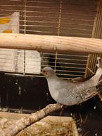 Een koppel diamantduiven, prijs 7 euro, Dieren en Toebehoren, Meerdere dieren