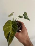 alocasia black velvet gold variegata, Huis en Inrichting, Kamerplanten, Overige soorten, In pot, Minder dan 100 cm, Groene kamerplant