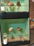 Glosters. Postuur kanarie., Dieren en Toebehoren, Vogels | Kanaries, Meerdere dieren