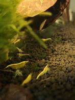 Citroengarnalen, Dieren en Toebehoren, Vissen | Aquariumvissen, Vis, Zoetwatervis, Schoolvis