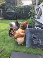 5 Brahma groothoenders hennen, Dieren en Toebehoren, Vrouwelijk, Kip