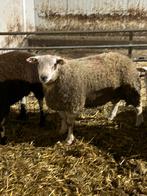 Te koop. Dek rammen!, Dieren en Toebehoren, Schapen, Geiten en Varkens, Mannelijk, Schaap