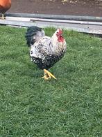Prachtige grote Wyandotte haan, Dieren en Toebehoren, Pluimvee, Mannelijk, Kip