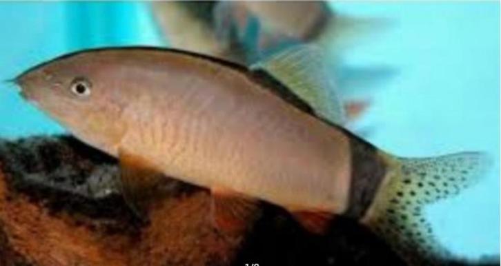 Botia morleti - Muis botia - Koidream Valburg, Dieren en Toebehoren, Vissen | Aquariumvissen, Zoetwatervis, Vis