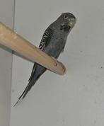 Blackface split blackwing vrouw, Vrouwelijk, Parkiet, Geringd