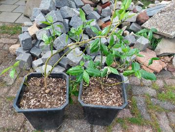 Pereskia aculeata zeldzame Bladcactus uit Tropisch Z-Amerika beschikbaar voor biedingen