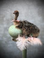 Prachtig opgezet struisvogel kuiken met ei, taxidermy, Ophalen of Verzenden, Opgezet dier