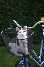 kitten, jonge poes, kater., Kater, Ontwormd, 0 tot 2 jaar
