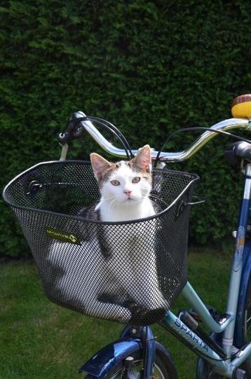 kitten, jonge poes, kater.  beschikbaar voor biedingen