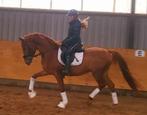 Mega knap en top gezond, Dieren en Toebehoren, Paarden, Gechipt, Ruin, Dressuurpaard, Zadelmak
