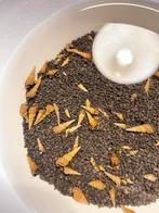 Torenslakken, Dieren en Toebehoren, Ophalen, Zo goed als nieuw, Overige typen