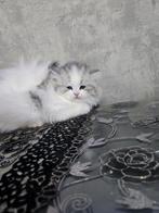Prachtige Ragdoll- en Perzische katten