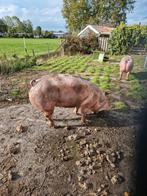 Pietrain biggen, Dieren en Toebehoren, Schapen, Geiten en Varkens, Meerdere dieren, Varken