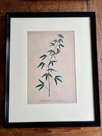 Pierre van Geel-Brussel 1828- Botanische voorstelling, Antiek en Kunst, Kunst | Litho's en Zeefdrukken, Ophalen of Verzenden