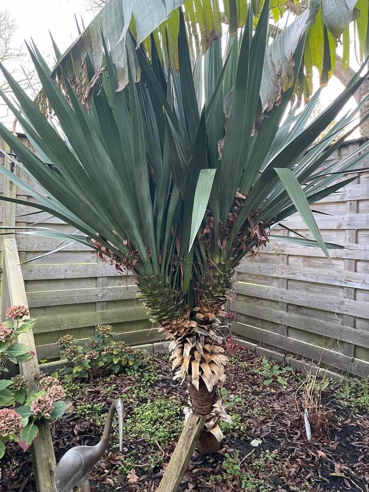 Yucca, Tuin en Terras, Bloembollen en Zaden, Knol, Volle zon, Ophalen of Verzenden