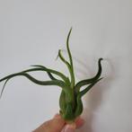 Tillandsia caput medusae, Huis en Inrichting, Kamerplanten, Ophalen of Verzenden, Halfschaduw, Minder dan 100 cm