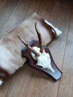 Gewei echte schedel met gewei van een ree, Verzamelen, Dierenverzamelingen, Ophalen of Verzenden, Hert, Gewei of Kop