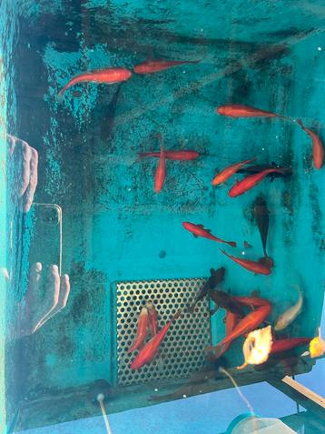 100+ goudvissen, sluierstaarten beschikbaar voor biedingen