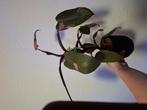 Philodendron pink princess met zwarte plastic bloempot, Ophalen of Verzenden, Halfschaduw, Minder dan 100 cm