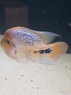 Vieja synspilum spotted ong 20 cm, Dieren en Toebehoren, Vissen | Aquariumvissen