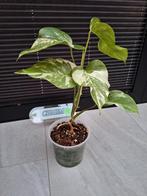 Monstera variegata, Huis en Inrichting, Kamerplanten, Ophalen of Verzenden, Overige soorten, Minder dan 100 cm