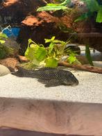 L048 - Scobinancistrus Pariolispos 15 cm, Vis, Zoetwatervis