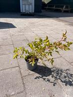 Roos | planten | beplanting, Ophalen