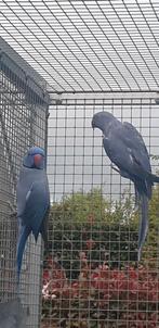 1-1 violet halsbandparkiet 23, Dieren en Toebehoren, Parkiet, Geringd