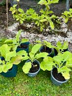 Biologische Eeuwige moes Splijtkool Winterhard Kan 40 jr oud, Ophalen, Halfschaduw, Zomer, Groenteplanten
