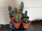 cactussen, Cactus, Minder dan 100 cm, Volle zon, Ophalen