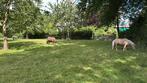 Hulp gezocht, verzorging van 3 shetland pony’s., Ophalen of Verzenden