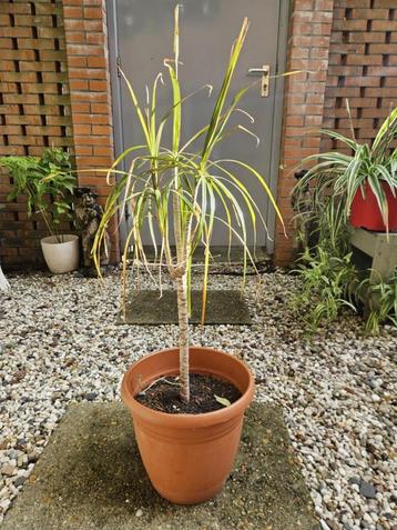 Dracaena Marginata 100 cm beschikbaar voor biedingen